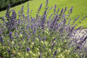 buckle lane memorial garden flower beds 15 sm.jpg